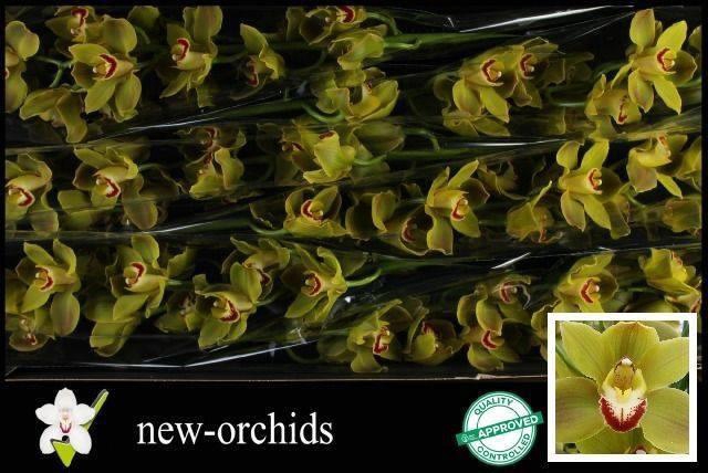 <h4>CYMB T JUNGLE TRAIL</h4>