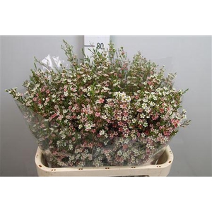 Chame Un My Sweet 16