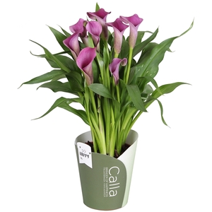 Zantedeschia Paco SoHappyCalla paars met groene potcover