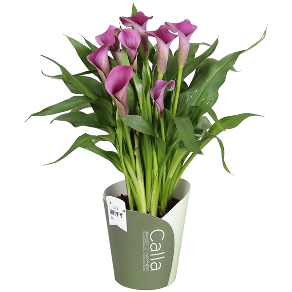 <h4>Zantedeschia Paco SoHappyCalla paars met groene potcover</h4>