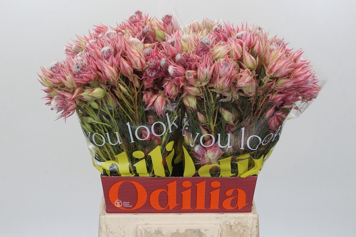 <h4>Blushing Bride Pink 6/9 Flowers</h4>