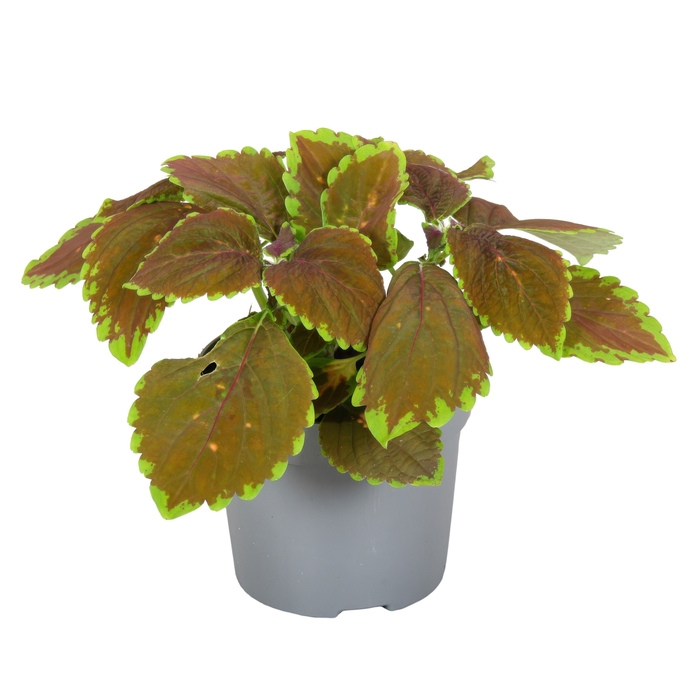 Coleus Gardner Street Decorum