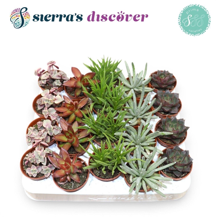 <h4>Succulent Mix P5.5</h4>