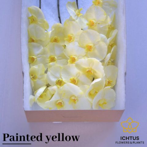 <h4>Phalaenopsis Coloured Yellow 9</h4>