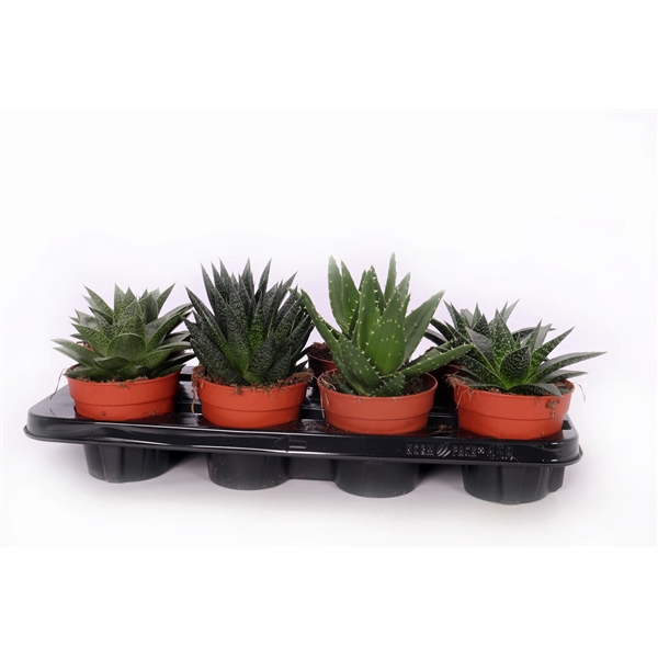 <h4>Aloe mix 12 cm</h4>