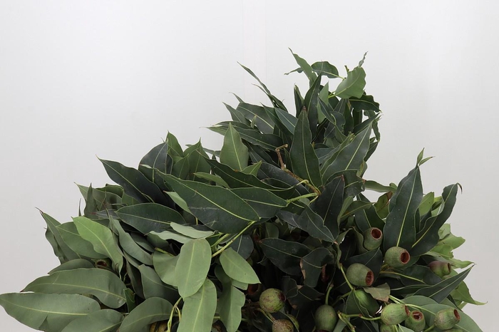 <h4>Kaaps Groen Euc. Bell Gum</h4>