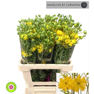 RAN N MODERN PROXIMA