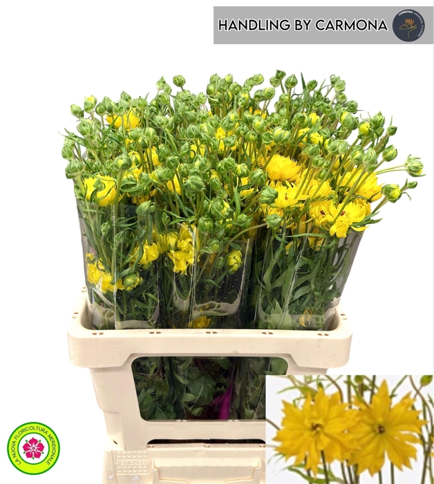 <h4>RAN N MODERN PROXIMA</h4>