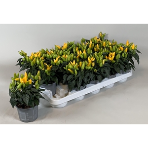Capsicum annuum Salsa Yellow