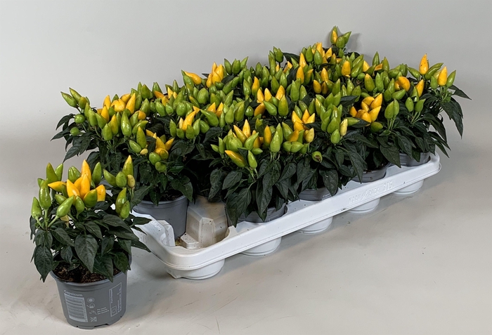 <h4>Capsicum annuum Salsa Yellow</h4>