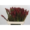 Leucadendron Safari Sunset