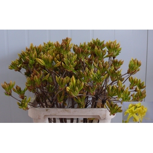 RHODO OV