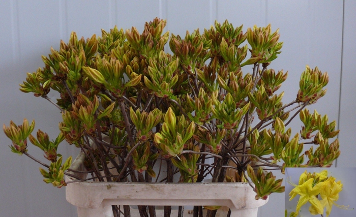 <h4>RHODO OV</h4>