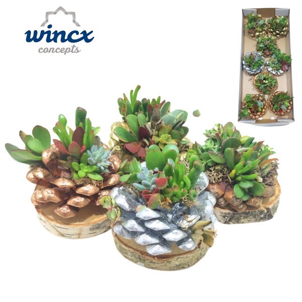 <h4>Concepts® - Pinecone Arrangement Christmas (L)</h4>