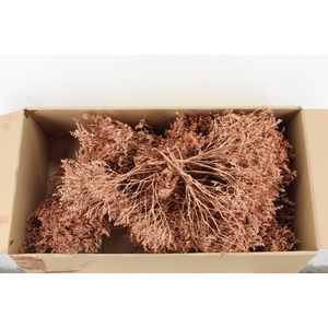 DF Gonio Tataricum Bs Copper 30cm