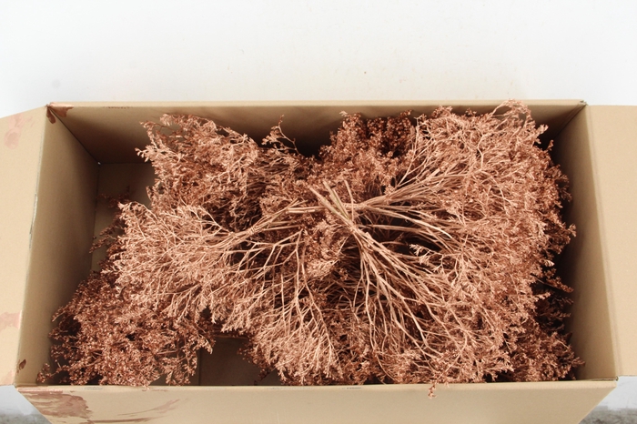 <h4>DF Gonio Tataricum Bs Copper 30cm</h4>