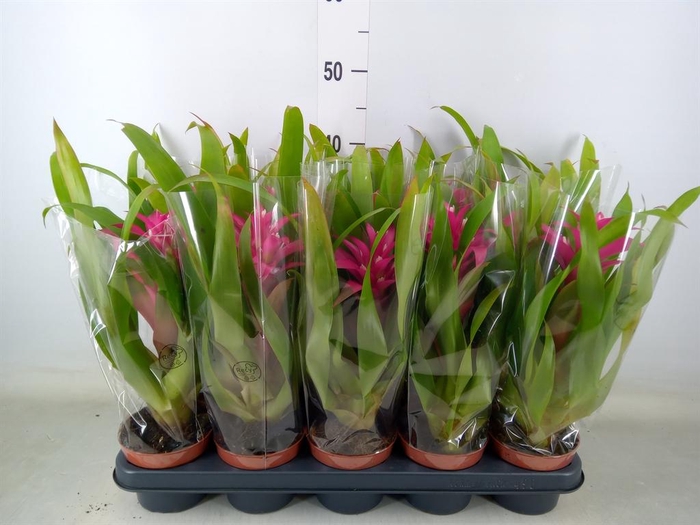 <h4>Guzmania 'Victory'</h4>