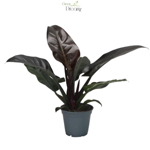 Philodendron  'Imperial Red'