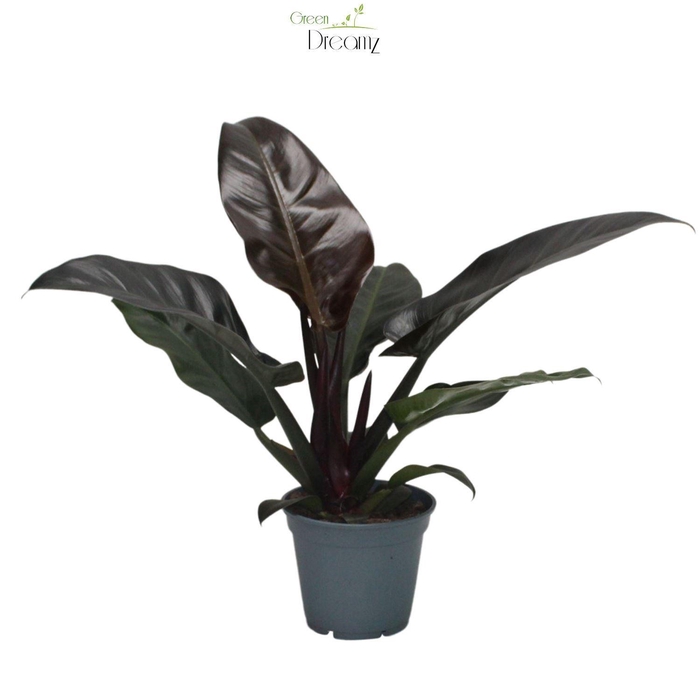 <h4>Philodendron 'Imperial Red'</h4>