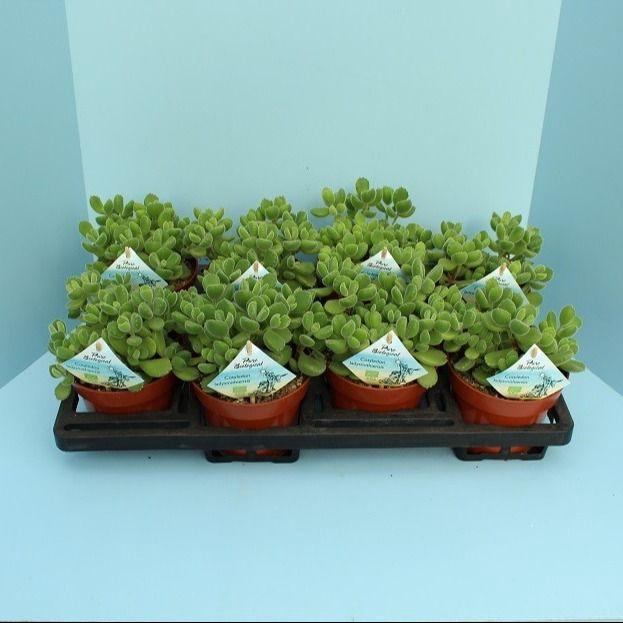 <h4>Bio Cotyledon tomentosa subsp.ladysmithiensis 615-COTY13</h4>