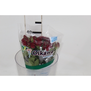 ROSA SPRAY RUBICON 040 CM