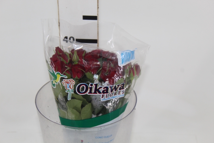 ROSA SPRAY RUBICON 040 CM