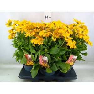 Rudbeckia   ...