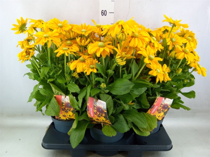 <h4>Rudbeckia   ...</h4>