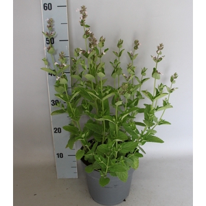 vaste planten 19 cm Nepeta Florina