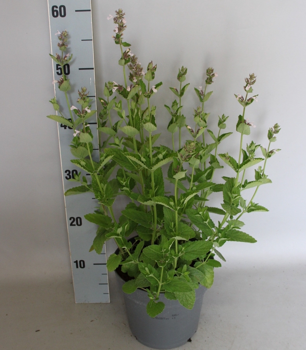<h4>vaste planten 19 cm Nepeta Florina</h4>