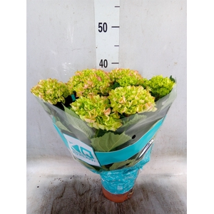 Hydrangea mac. 'Hi River'