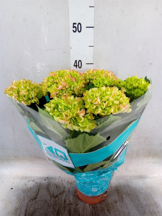 <h4>Hydrangea mac. 'Hi River'</h4>