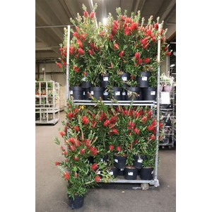 Callis Ci Splendens