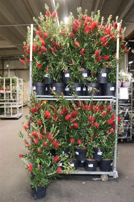 <h4>Callis Ci Splendens</h4>