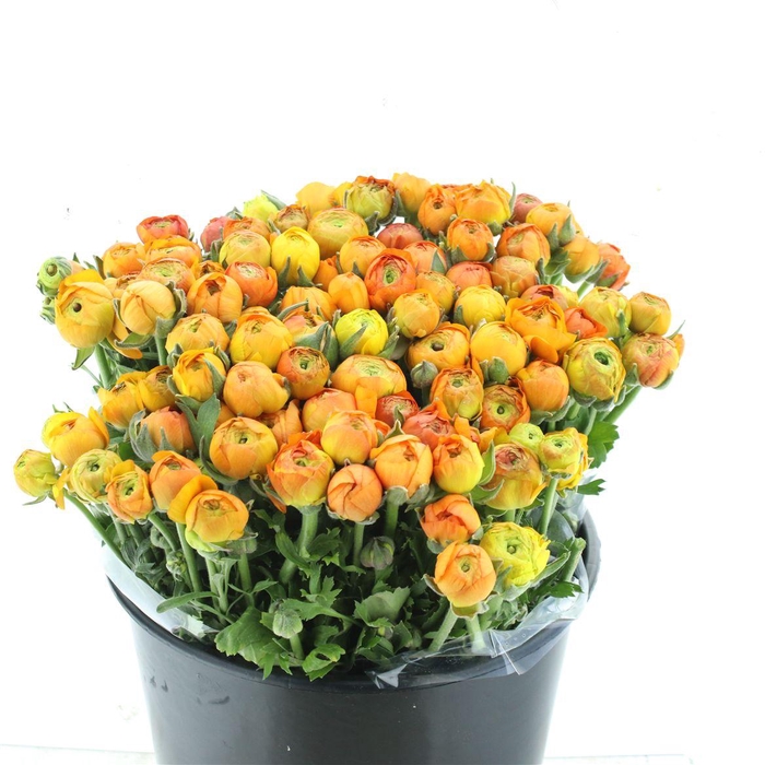 <h4>Ran El Sr Orange Prima</h4>