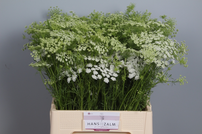 AMMI MAJUS