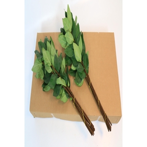 Viburnum