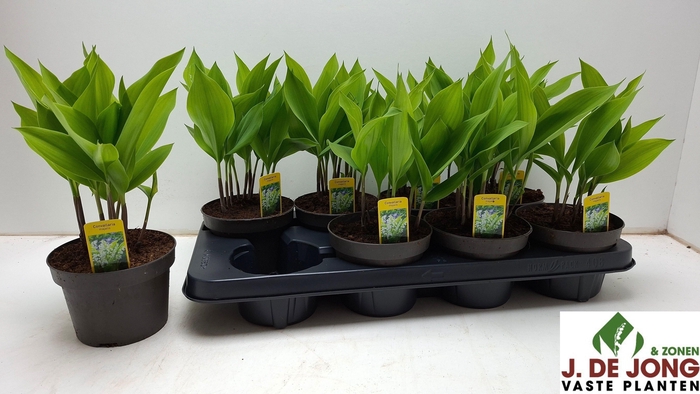 <h4>CONVALLARIA MAJALIS</h4>