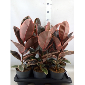Ficus elastica 'Belize'