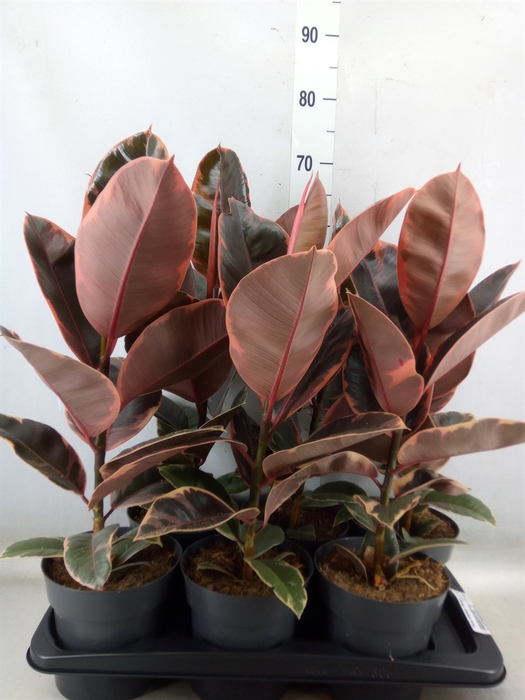 <h4>Ficus elastica 'Belize'</h4>