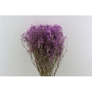 Dried Gyps Milka Extra Bunch