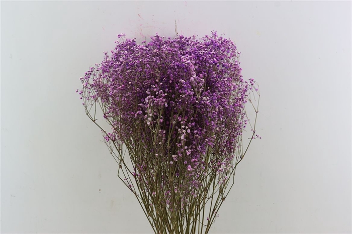 <h4>Dried Gyps Milka Extra Bunch</h4>