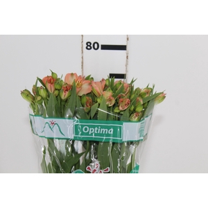 ALSTROEMERIA OPTIMA 080 CM