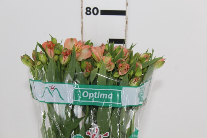 <h4>ALSTROEMERIA OPTIMA 080 CM</h4>