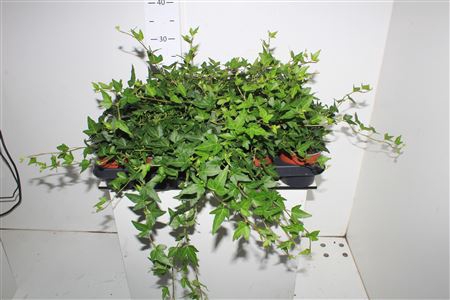 <h4>Hed He Shamrock</h4>