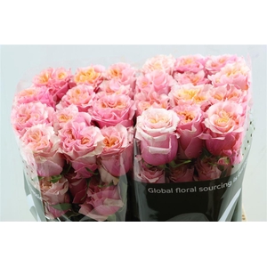R Gr Mayra Peach