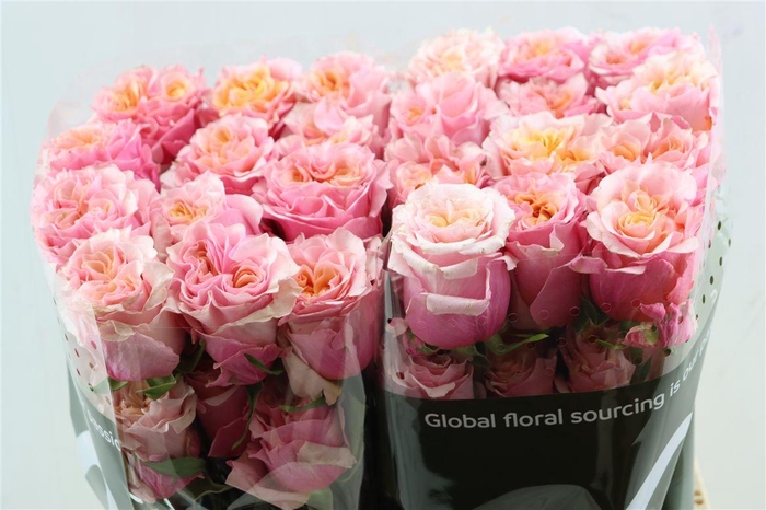 <h4>R Gr Mayra Peach</h4>