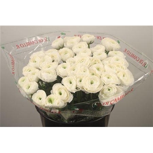 Ran.. Su Siberia Extra X25