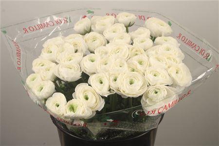 <h4>Ran.. Su Siberia Extra X25</h4>