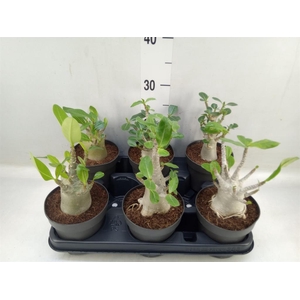 Adenium NB 'Ansu Baobab'